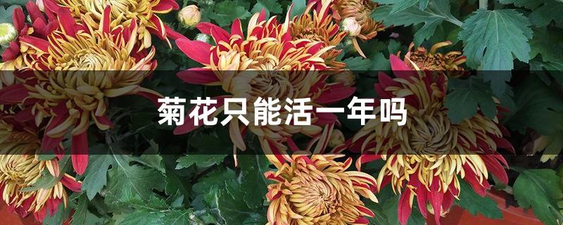Can chrysanthemums only live for one year? How many times do chrysanthemums bloom in a year?