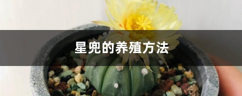 How to breed Xingdou, is it suitable to use deep or shallow pots?