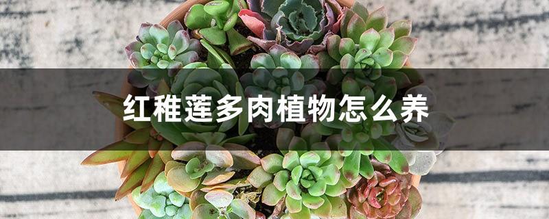 How to grow red juvenile succulent plants, how to grow old piles