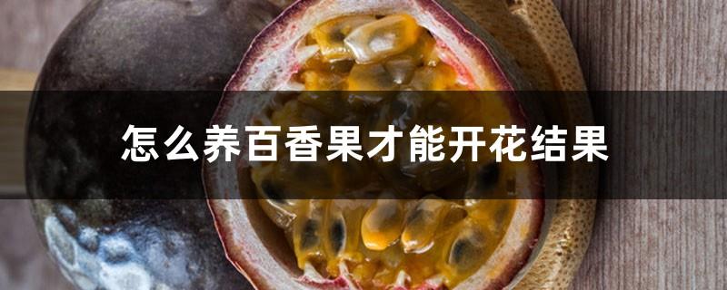 How to grow passion fruit so that it can bloom and bear fruit. How many times does southern passion