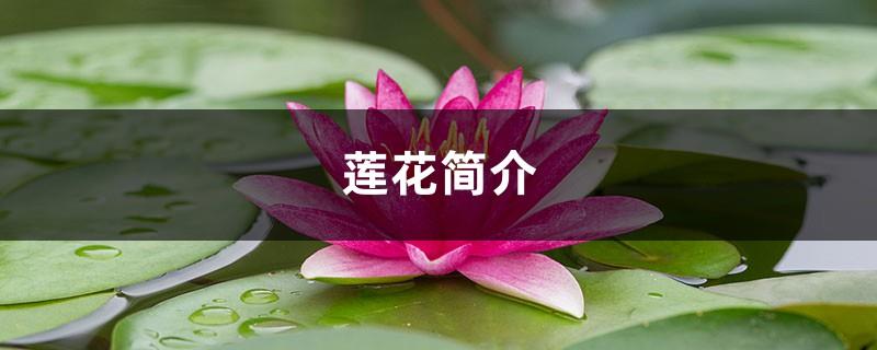 Introduction to lotus, is lotus poisonous?
