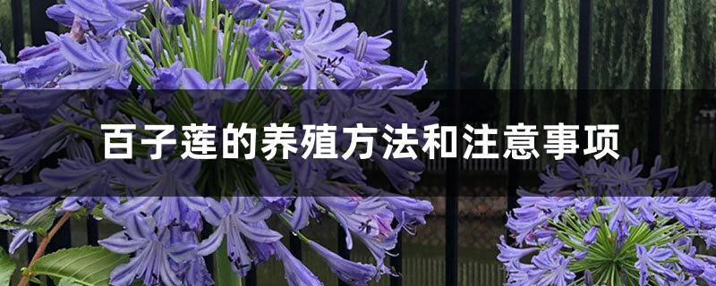 Agapanthus cultivation methods and precautions
