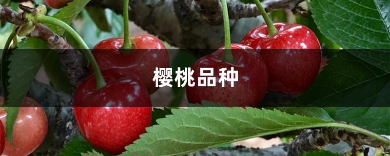 Introduction to cherry varieties, pictures of cherries