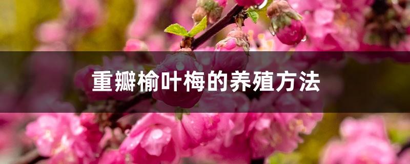 How to breed double-flowered plum blossoms