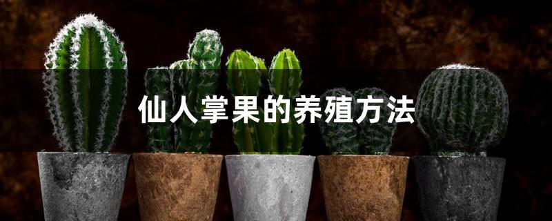 Cactus fruit cultivation methods and precautions