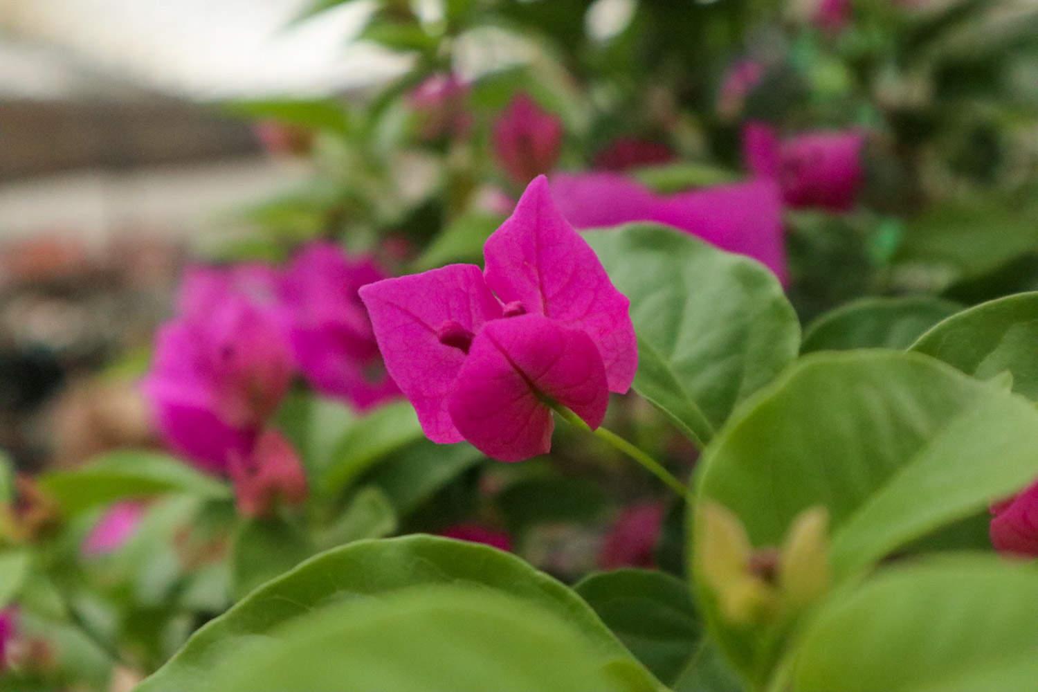 Bougainvillea