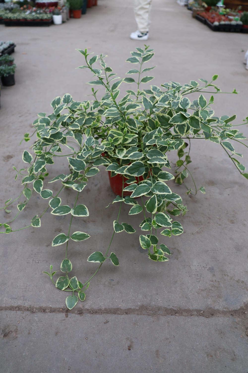 Changchun with leaves and flowers