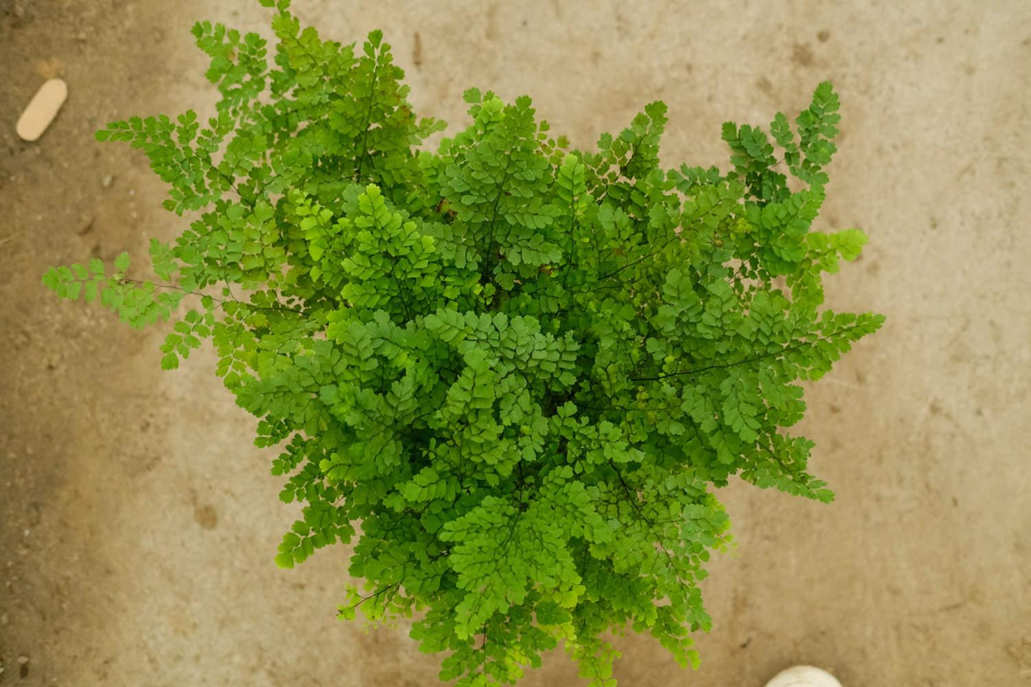 Adiantum fern