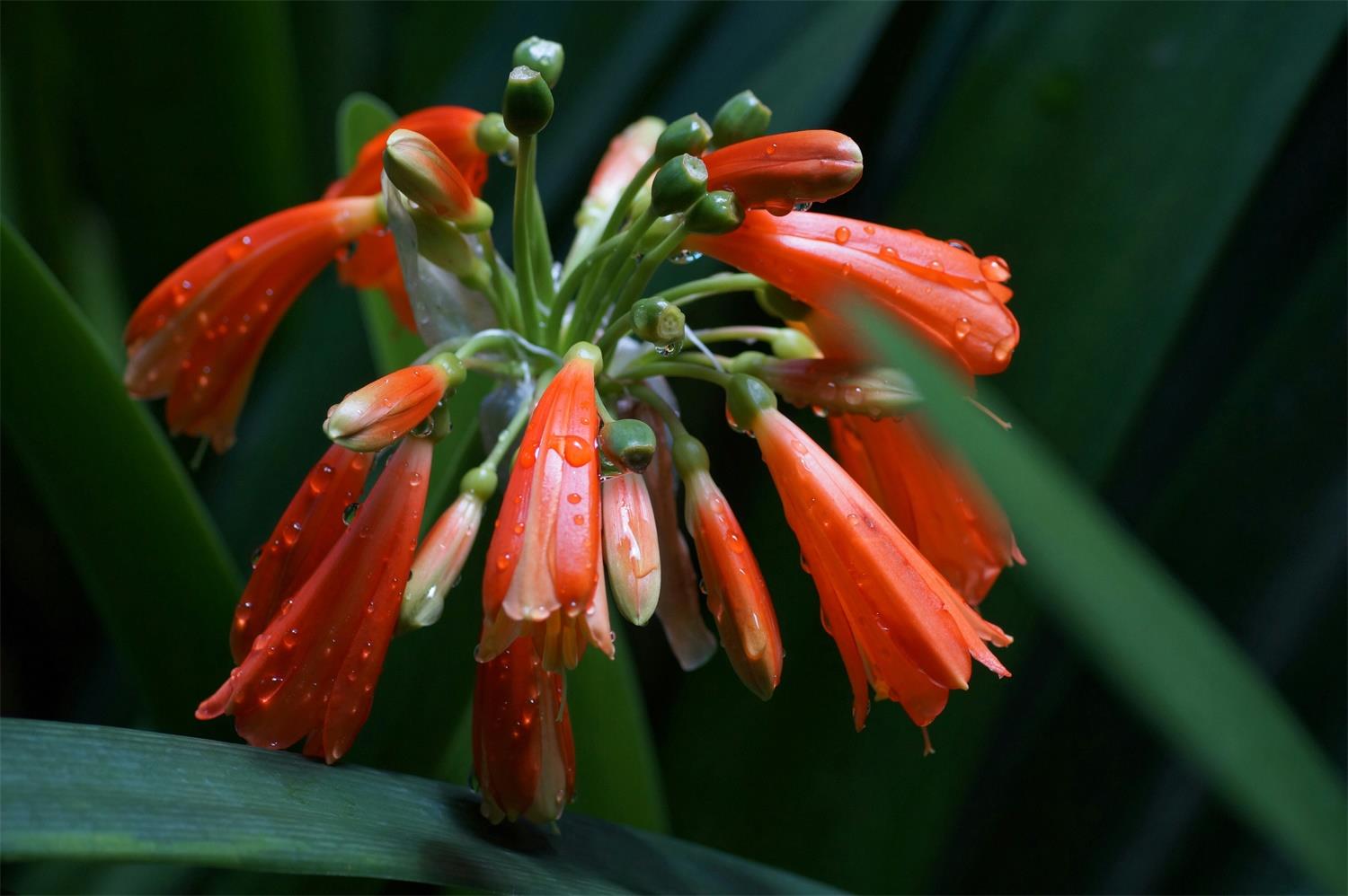 Smiling Clivia