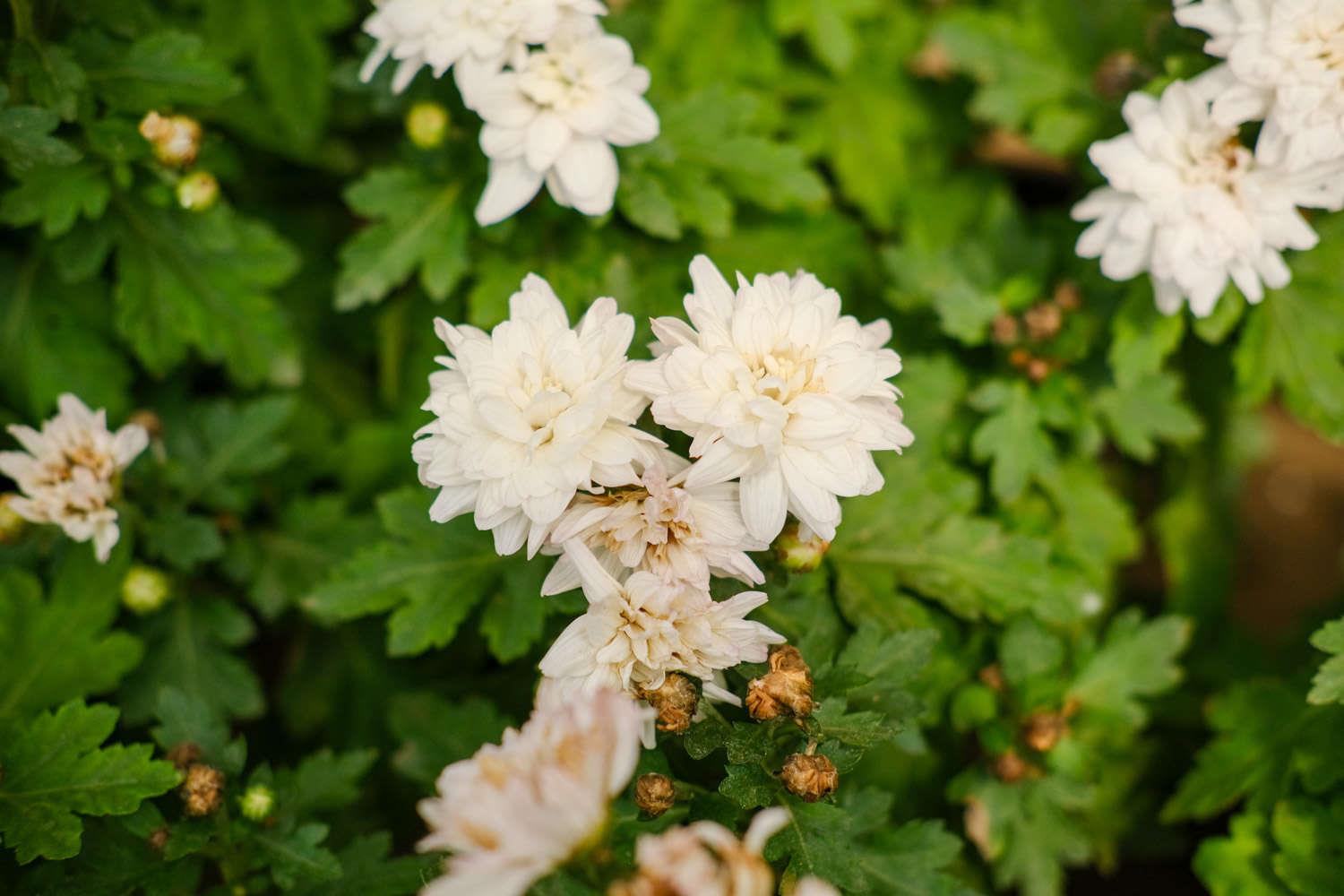 Chrysanthemum