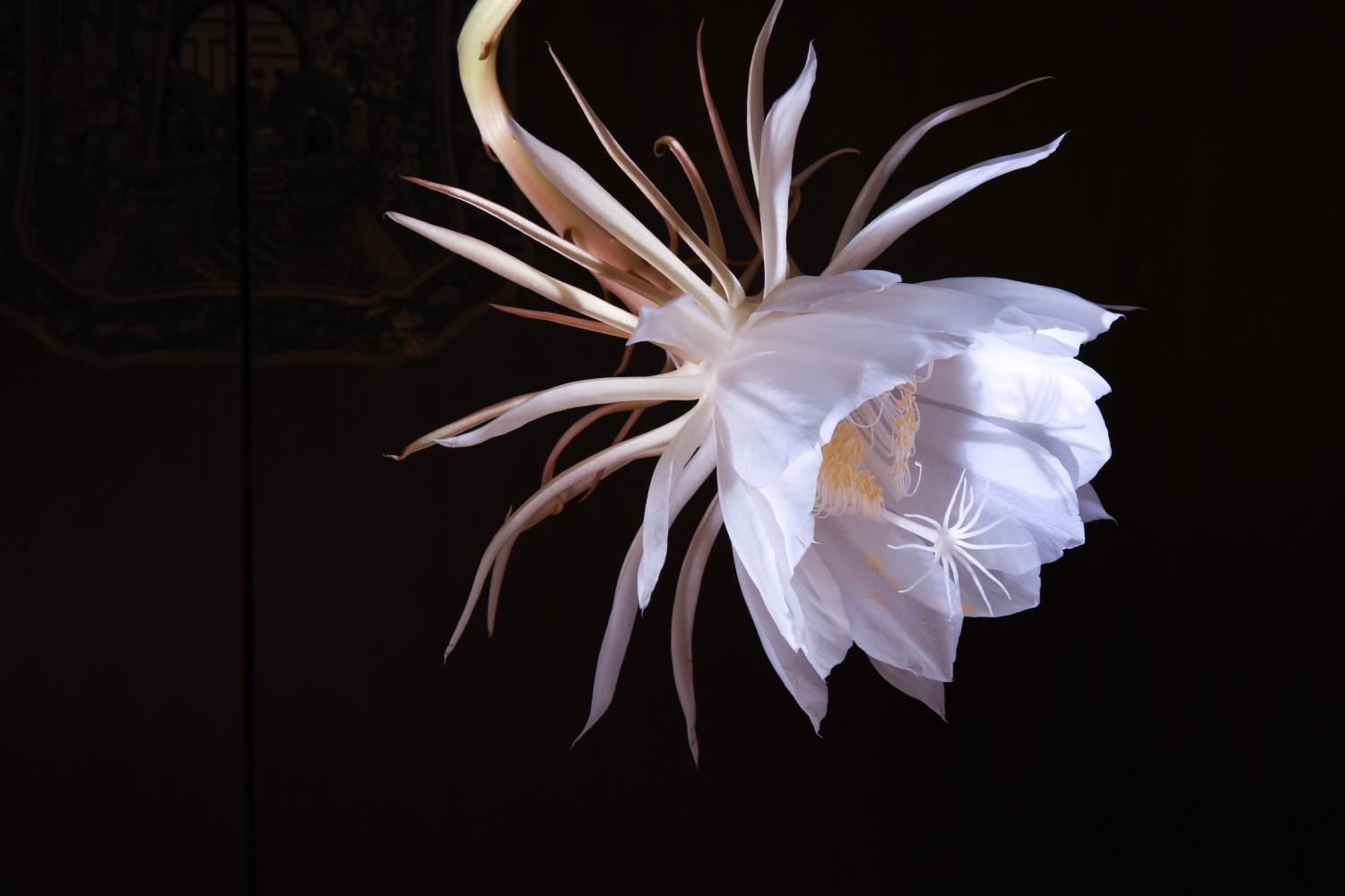 Ephemeral Epiphyllum