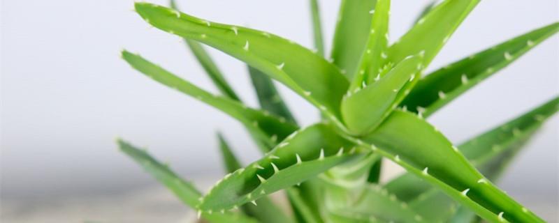 Folk sayings about the blooming of aloe vera