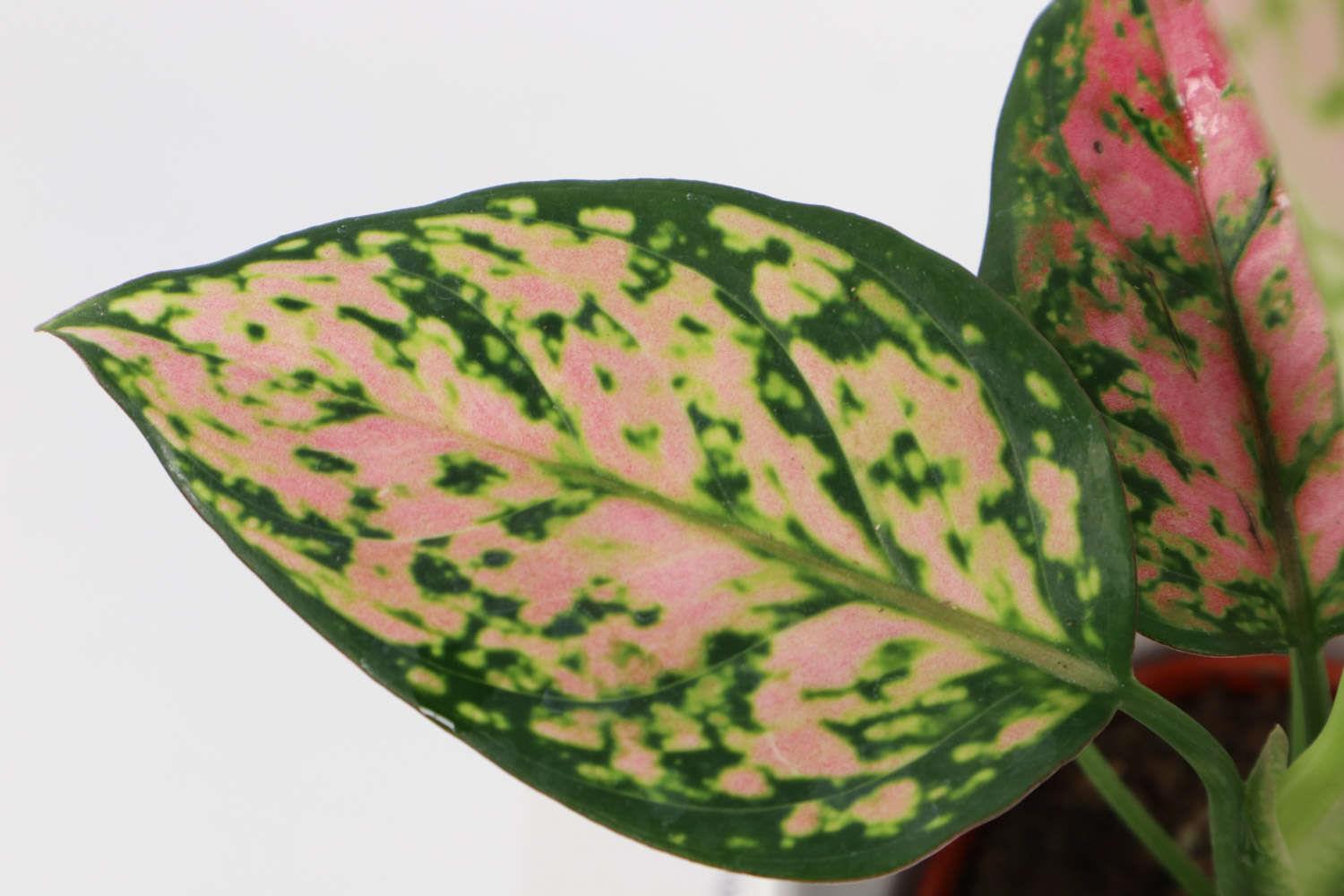 Dieffenbachia