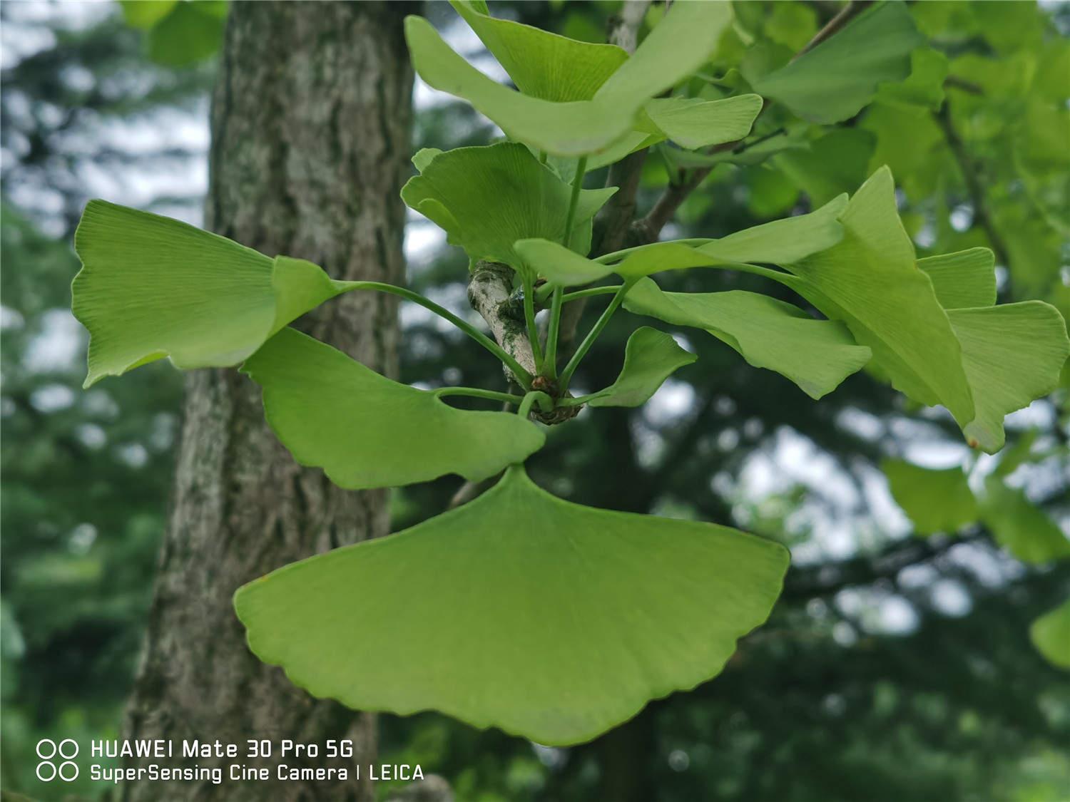 Ginkgo tree