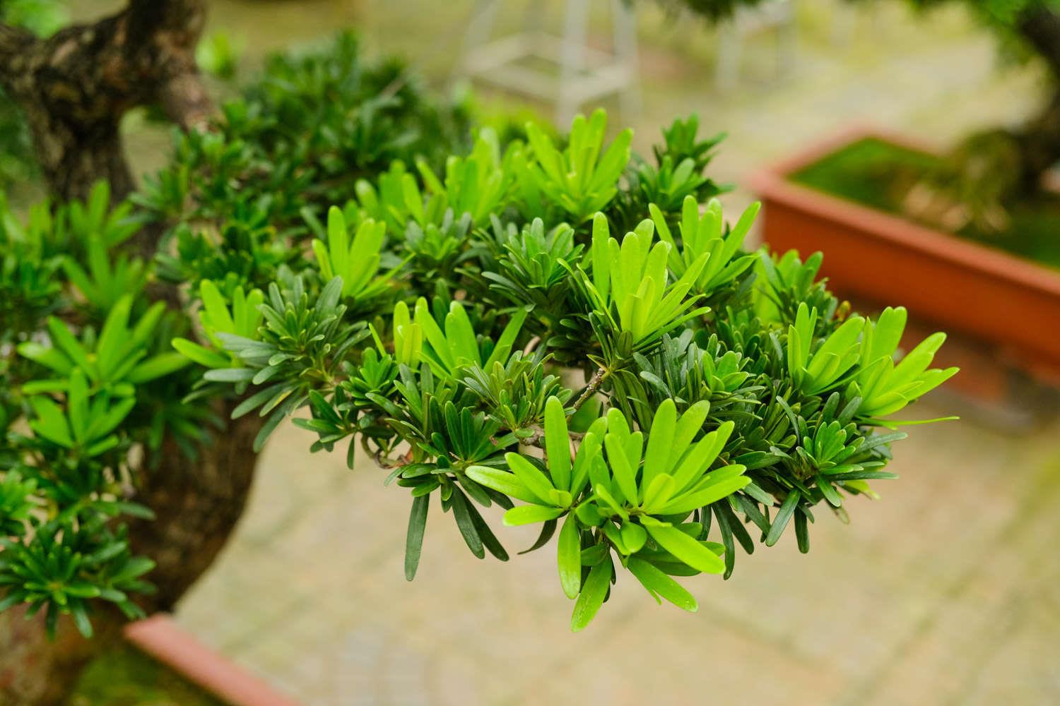 Podocarpus