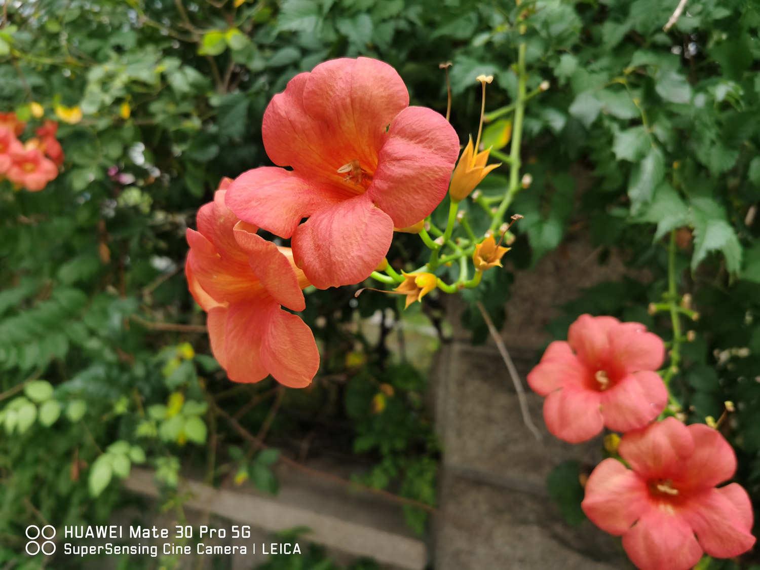 Lingxiao Flower