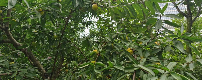 Pictures of common peach tree diseases and prevention methods