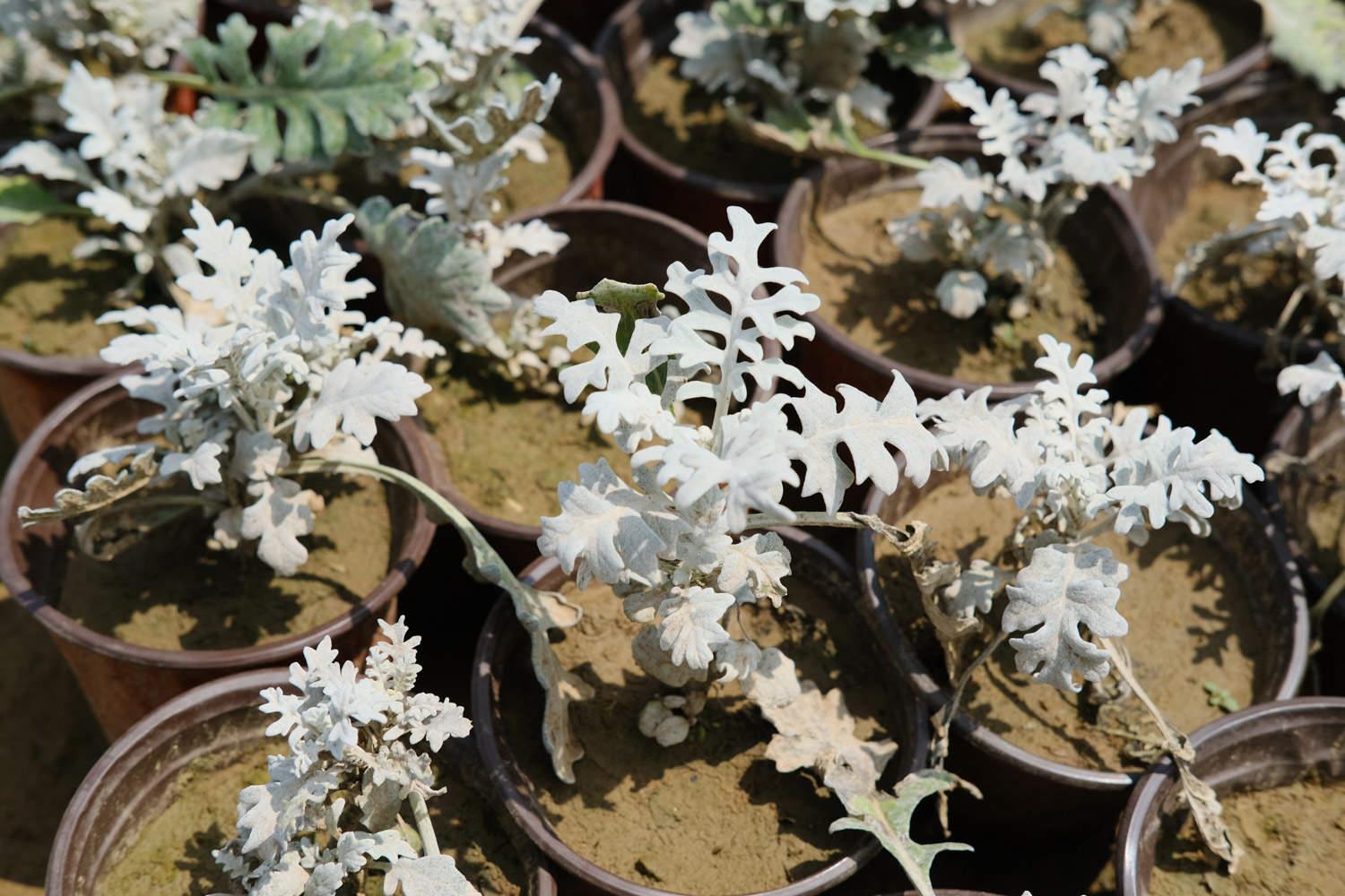 Silver Leaf Chrysanthemum