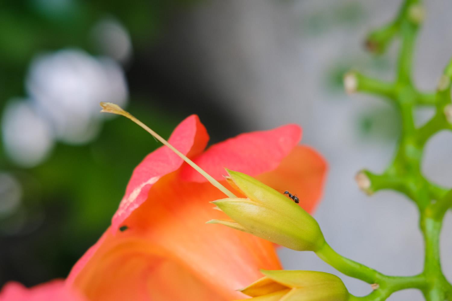 Lingxiao Flower