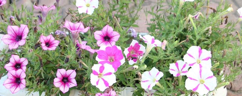 Six stages of flower growth