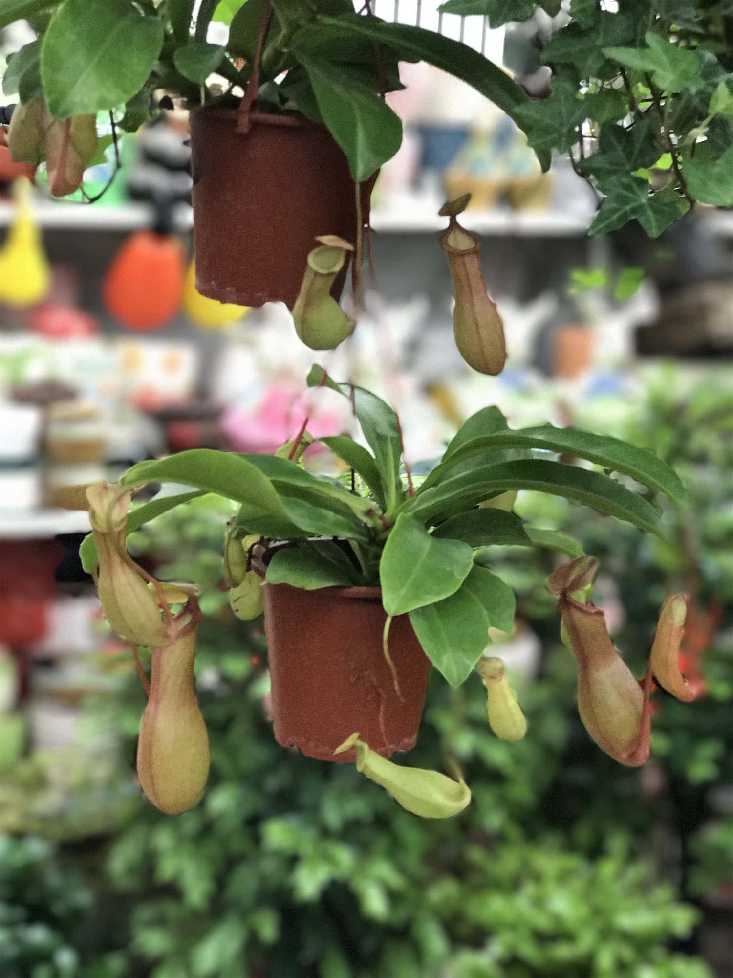 Nepenthes