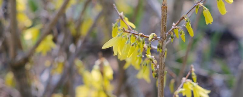 Plant with yellow flowers