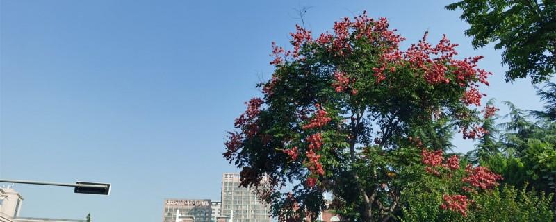 Eight major tree species for greening in Beijing