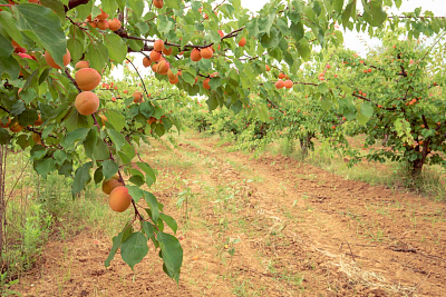 Peach Tree