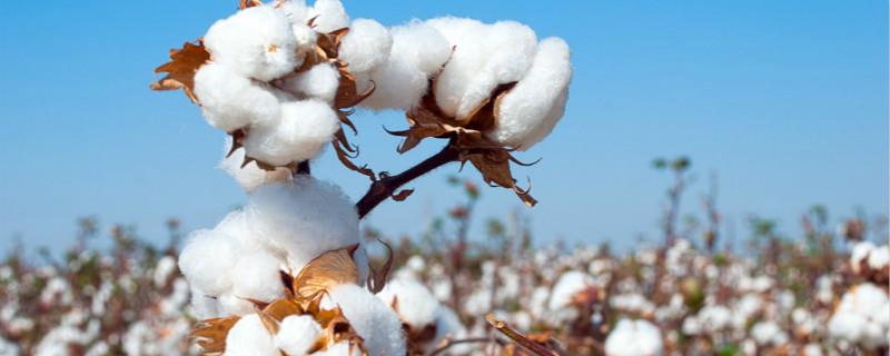 Cotton Origin