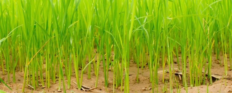 Top ten high-yielding rice varieties