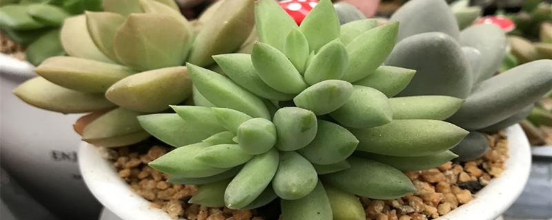 Which succulents look better as they grow older