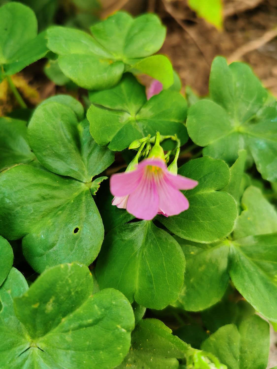 Oxalis