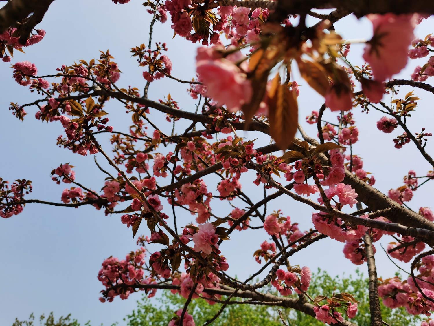 Sakura