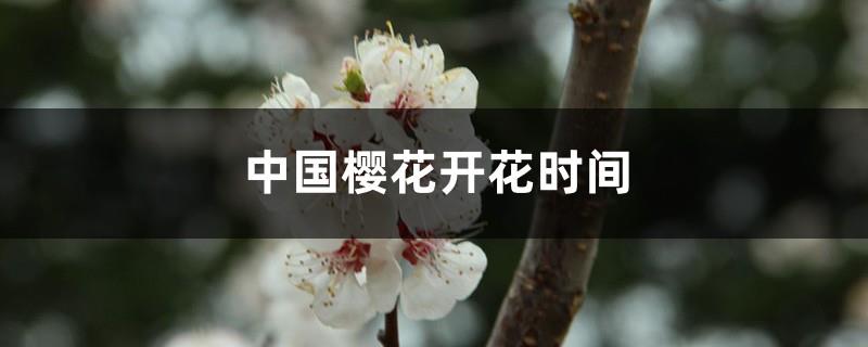 What is the difference between the blooming time of Chinese cherry blossoms and Japanese cherry blossoms