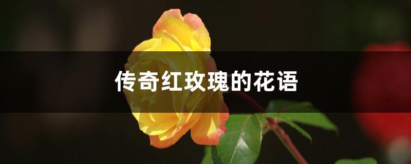The flower language of the legendary red rose, what does the flower language of the rose mean