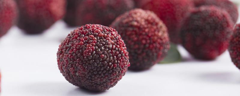 In what month is the ripening season of bayberry, how to choose fruits