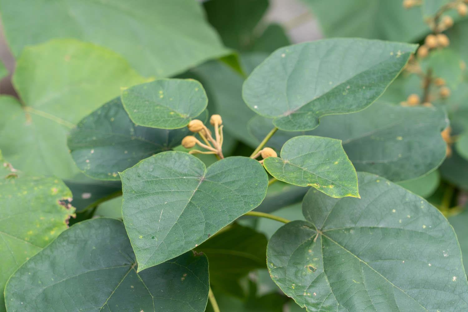 Paulownia