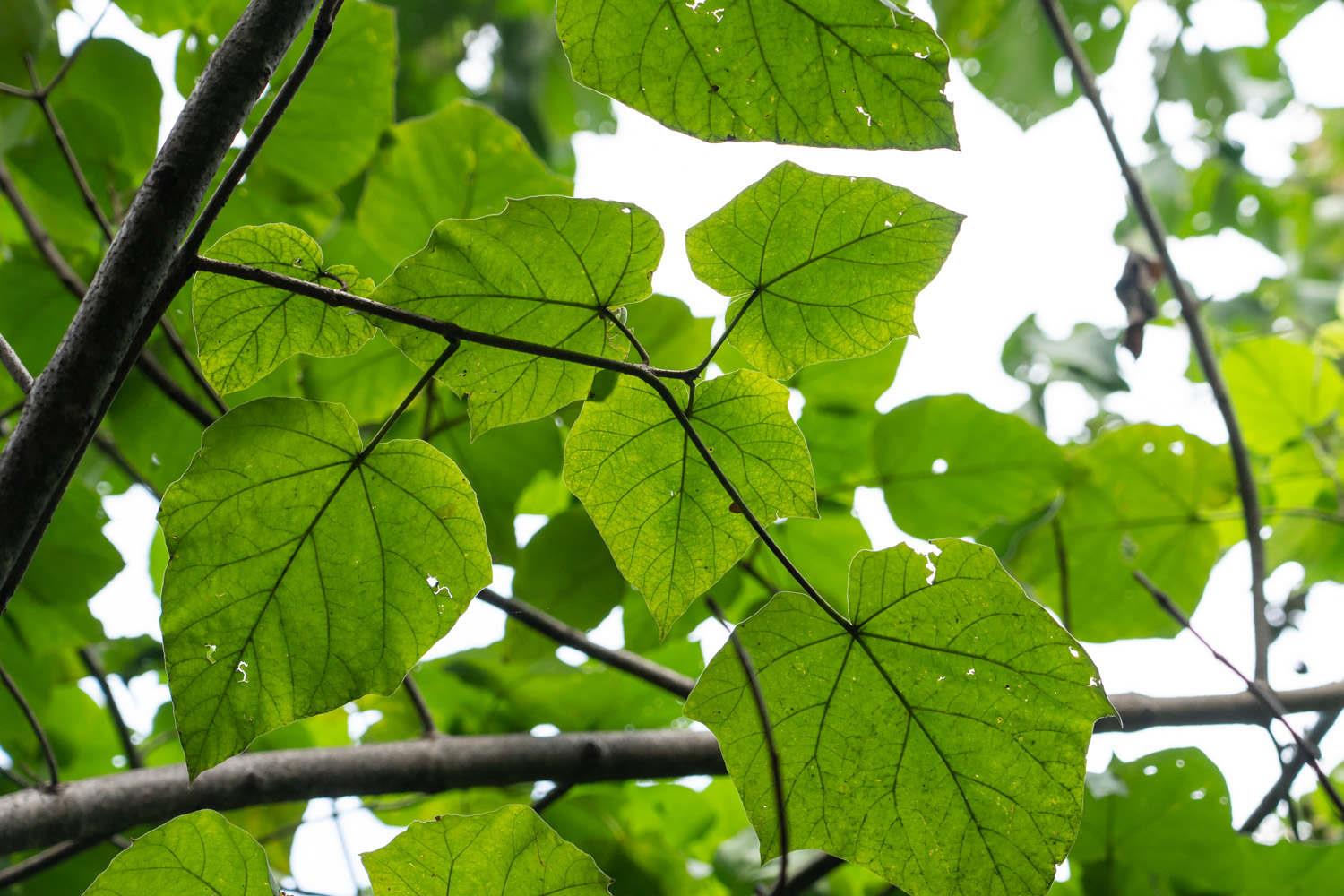 Paulownia