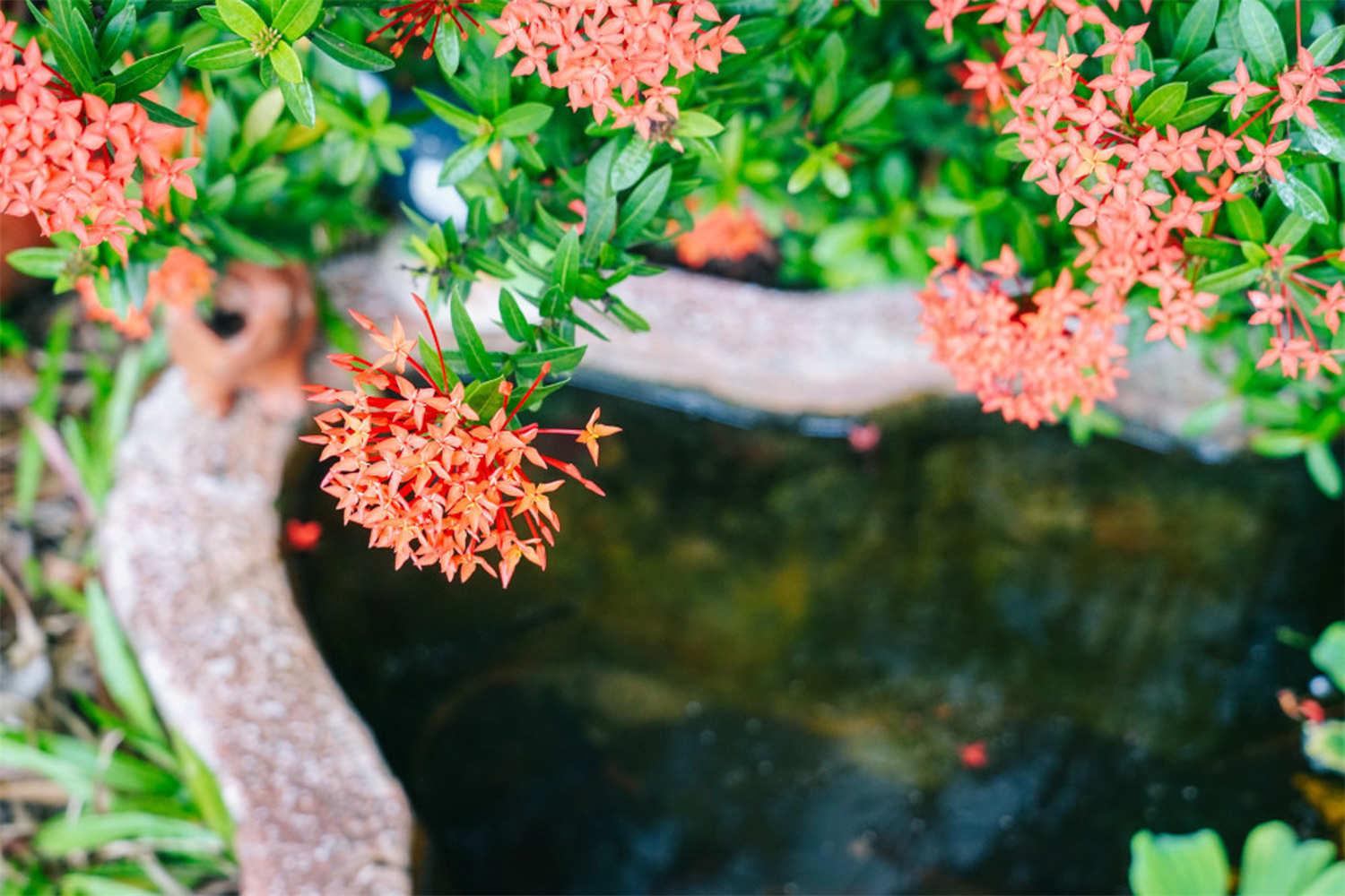 Dragon Boat Flower