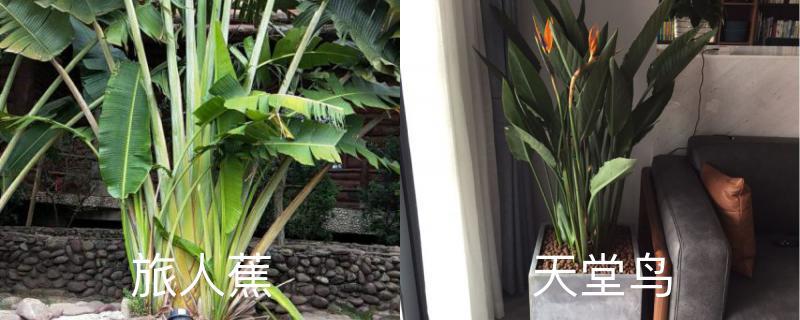 The difference between Traveler banana and Bird of Paradise, which one is better to raise