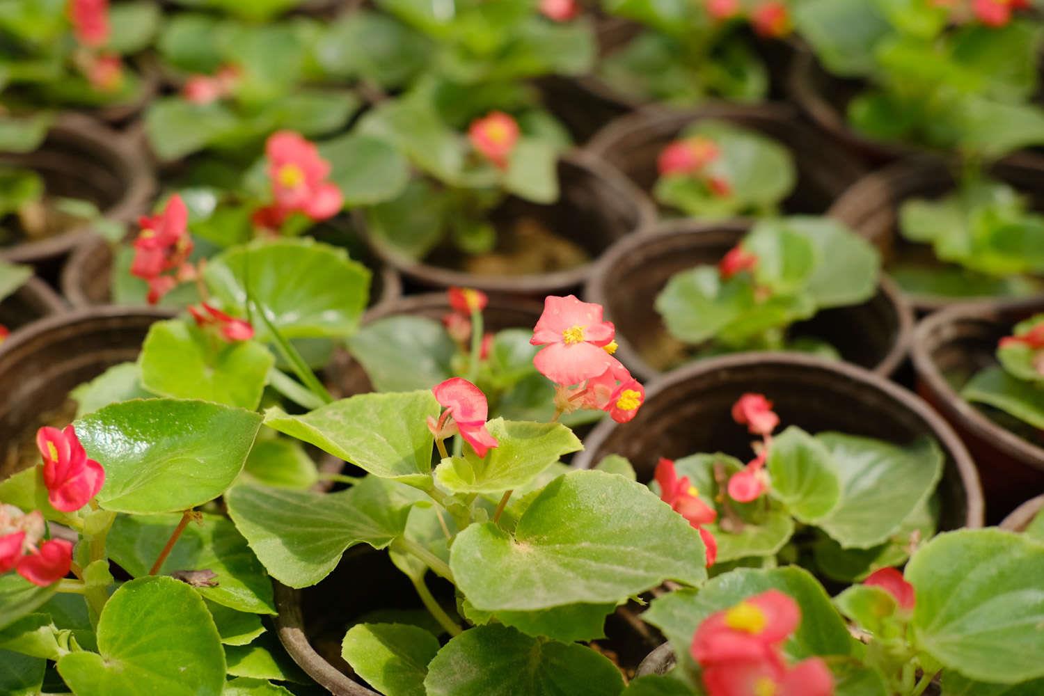 Four Seasons Begonia