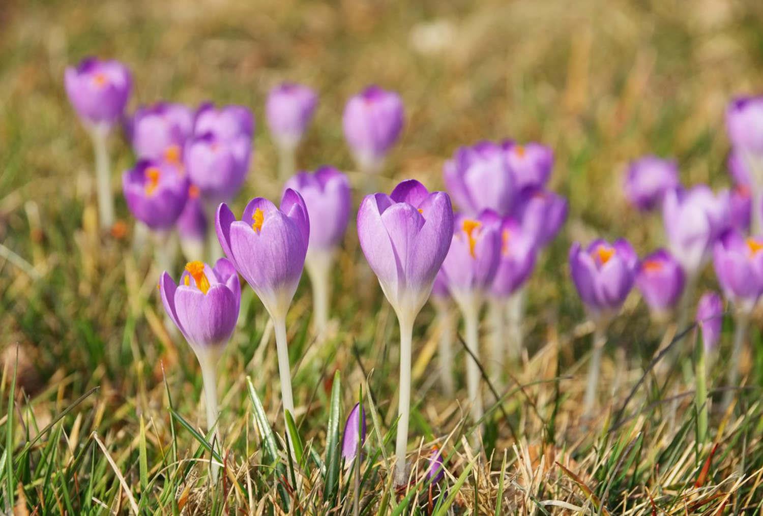 Crocus