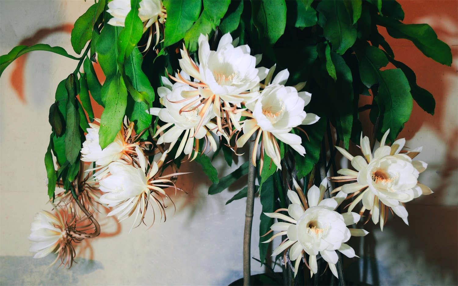 Epiphyllum