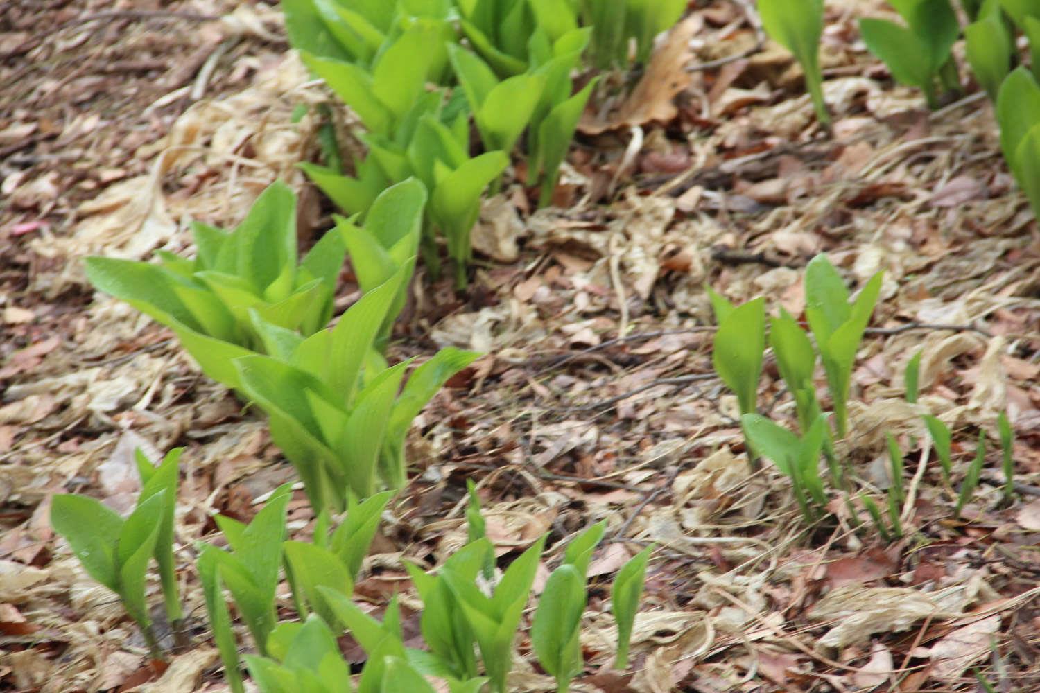 Jade Hosta