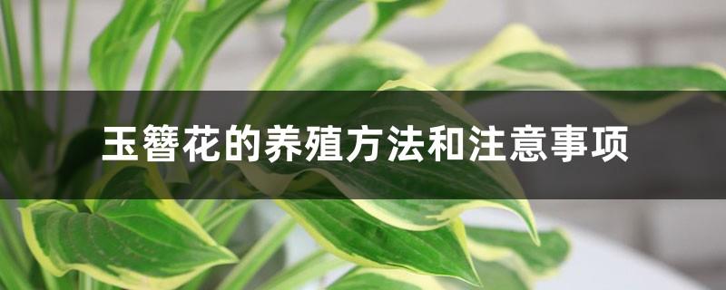 The cultivation method and precautions of hosta flower