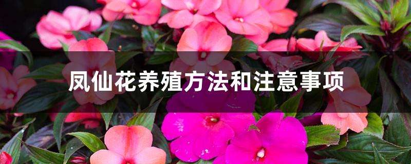 impatiens cultivation methods and precautions