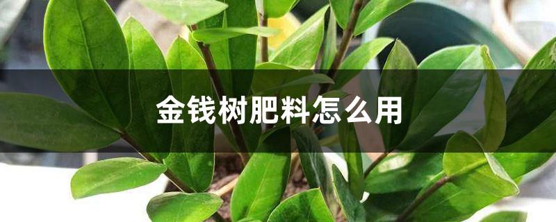 How to use money tree fertilizer, can money tree use urea