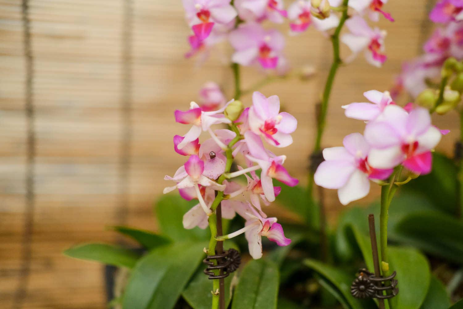 Phalaenopsis