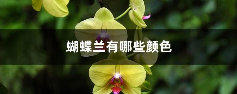 What are the colors of Phalaenopsis, and what are the characteristics of Phalaenopsis