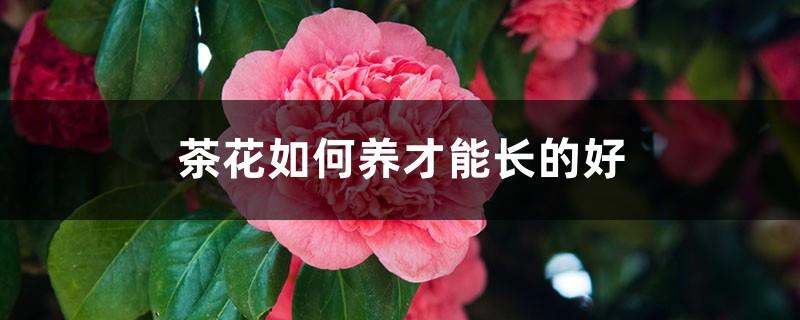 How to raise camellias to grow well, the breeding methods of camellias